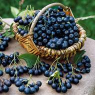 Саджанець Аронія (Горобина чорноплідна) Неро (Nero) в контейнері